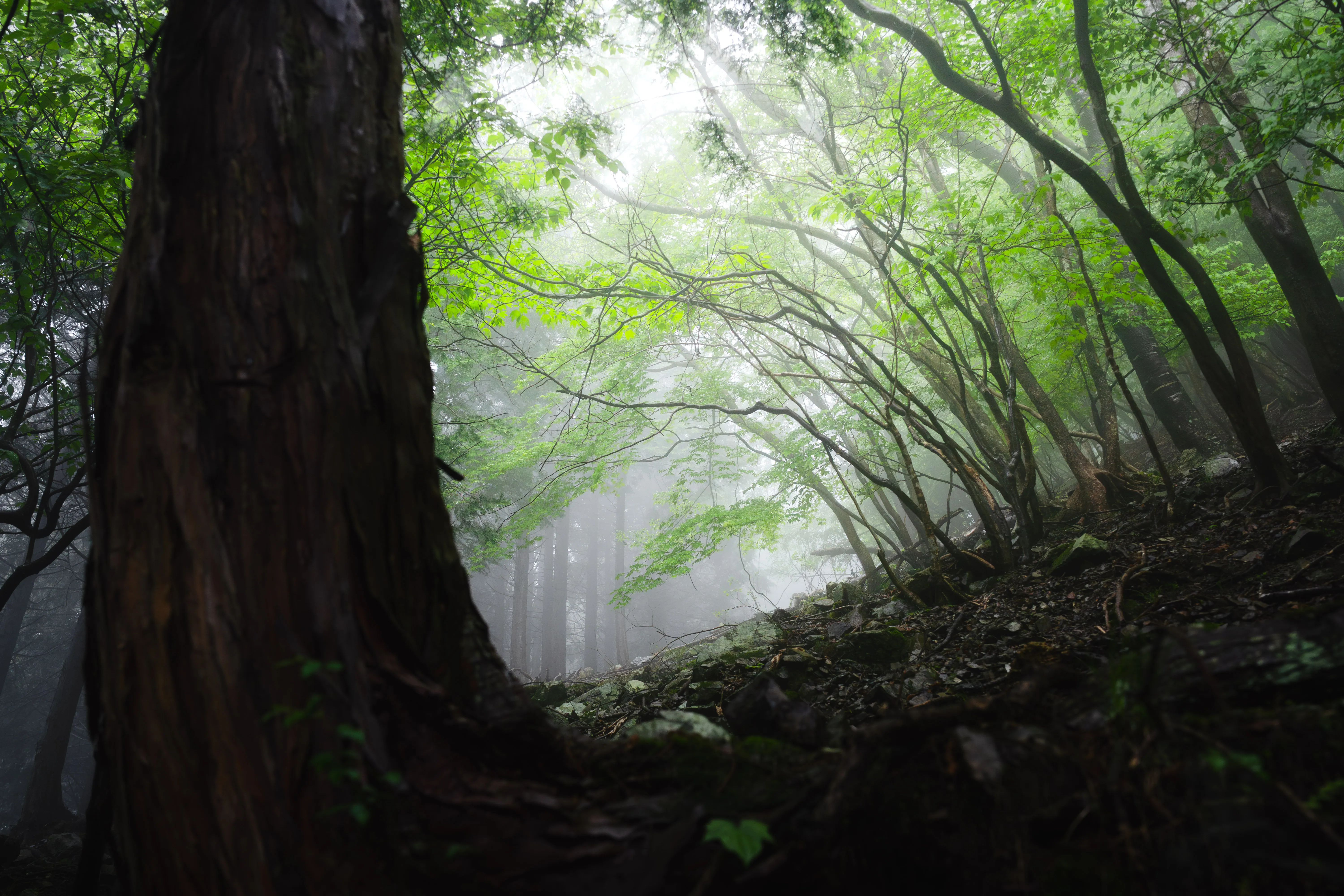 鞍掛峠の横写真