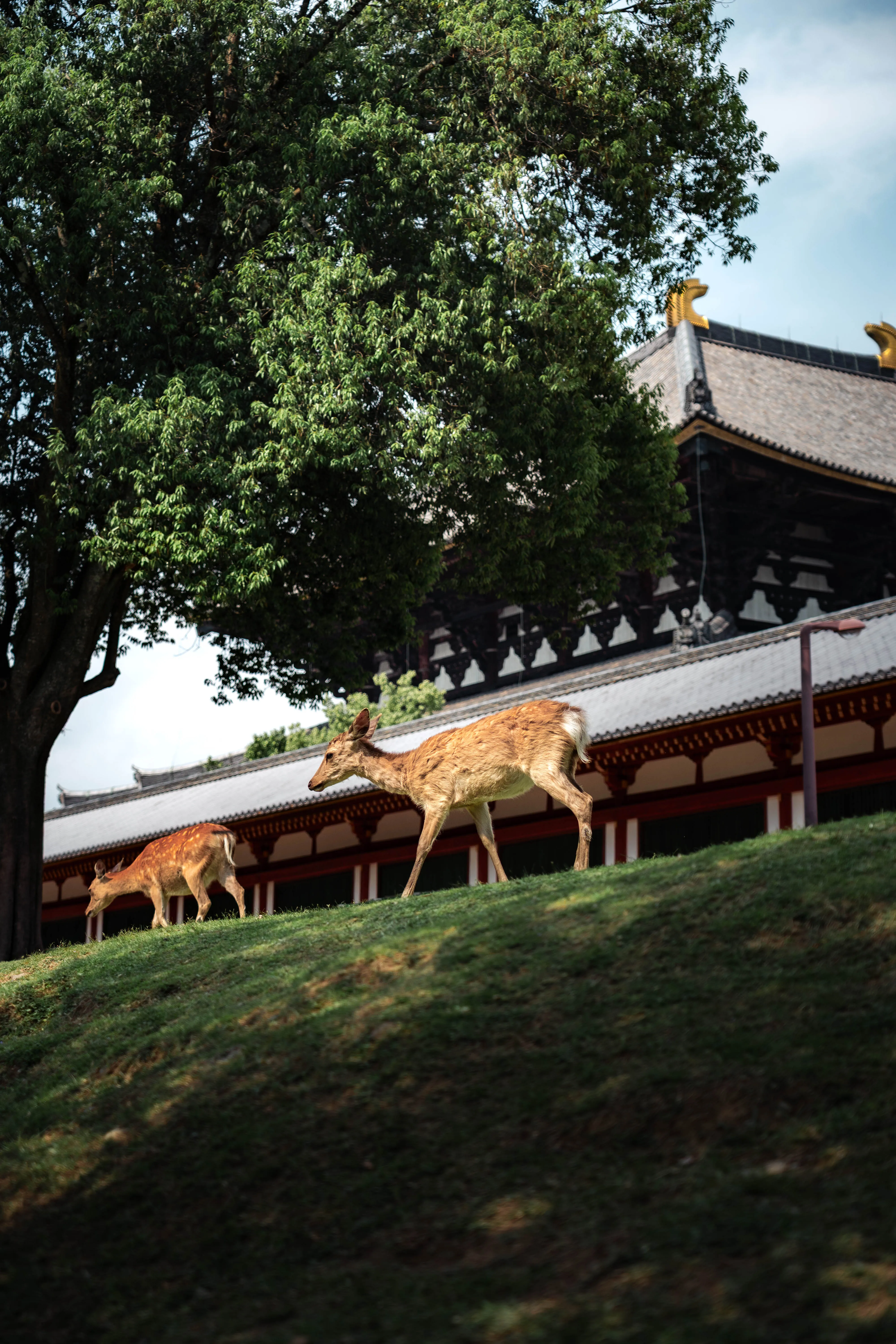 奈良公園の鹿の縦写真